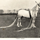 Illustration for article titled The real-life My Little Ponies were creepy and magnificent beasts
